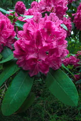 Blooming Pink Rhododendron ‘Dopey’on on a background of green leaves on a bush in a flower bed