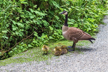 Goose with chicks on a green grassy lawn with green reeds in the park at Burnaby Lake in Burnaby City