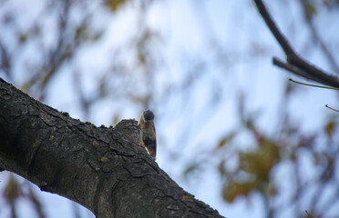 Auf einem kargen Baum sitzt ein Kleiber und sucht Fressbares.