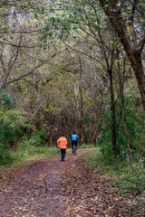 Obraz premium walk in the forest