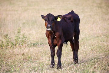 Ein Junges Rind weidet auf einer Weide.