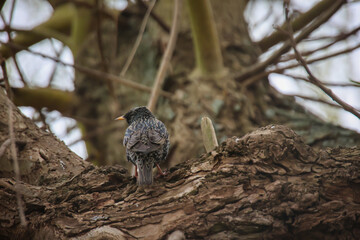 Auf einem Baum ist ein Star, ein Singvogel.
