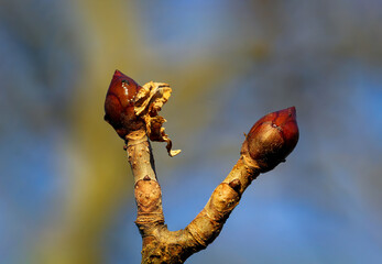 Eine Nahaufnahme eines Spro&szlig;es eines Baumes im Fr&uuml;hjahr.

