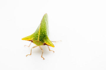 ヨコトゲツノゼミ Antianthe expansa treehopper 