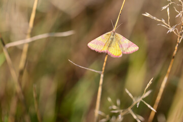Portrait eines Rotbandspanners im Gras einer Wiese. Ein Schmetterling auf einer Wiese,...