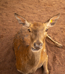 funny baby deer lying on the ground