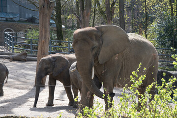 Fototapeta premium baby elephant drinking milk from mom in green zoo wuppertal in germany
