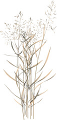 Fototapeta na wymiar Front view of Plant ( Dry tall grass 2) Tree illustration vector