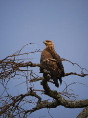 eagle on a tree in the savanna 
