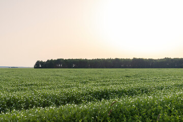 An agricultural field where green peas grow during flowering