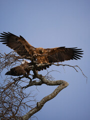 eagle on a tree in the savanna 
