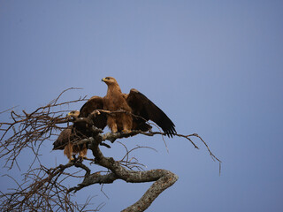 eagle on a tree in the savanna 