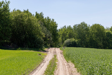 Plakat A rural dirt road in a field with plants