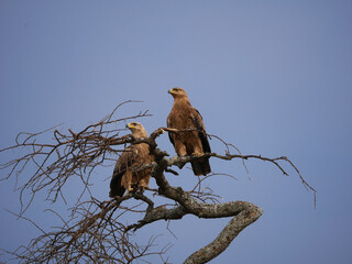 eagle on a tree in the savanna 