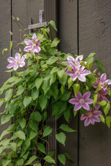 Clematis, large, pink flowers on a vine climbing on a trellis