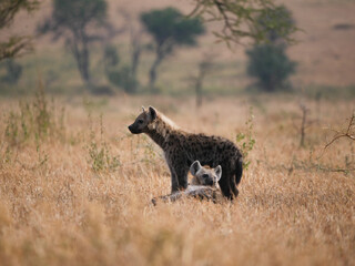 Hyenas in the savanna