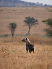 Hyenas in the savanna