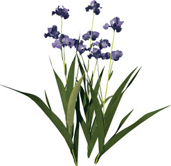 Fototapeta na wymiar Front view of Plant (Iris tectorum 1) Tree illustration vector