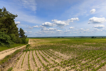 Fototapeta na wymiar Sugar beet in an agricultural field in the summer