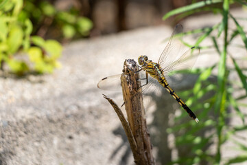 木の枝の先で羽を休めるムギワラトンボ