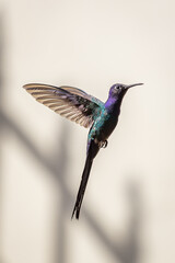 Pássaro Beija-Flor Voando Brazil