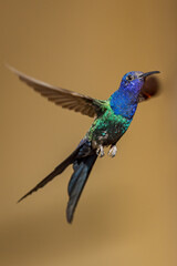 Pássaro Beija-Flor Voando Brazil