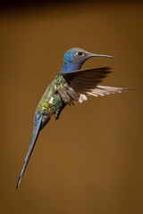 Pássaro Beija-Flor Voando Brazil