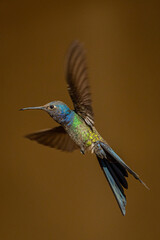 Pássaro Beija-Flor Voando Brazil