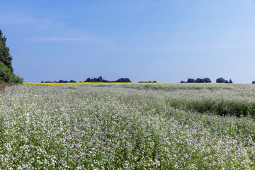 Agricultural field with white flowers for honey