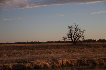 sunset in the field