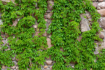 plants with green foliage in the summer