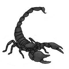 scorpion illustration