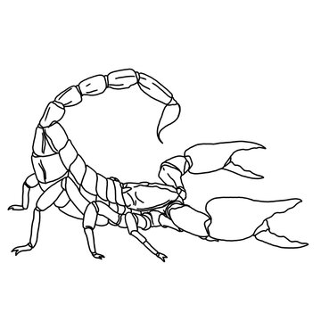 scorpion illustration