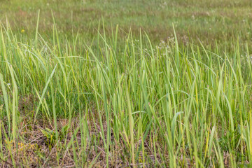 green grass in a field in the summer, a field with