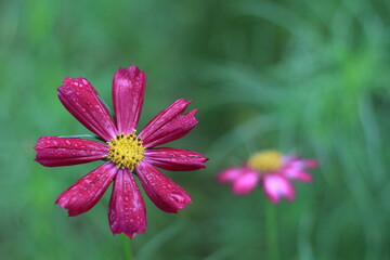 コスモスの花の接写