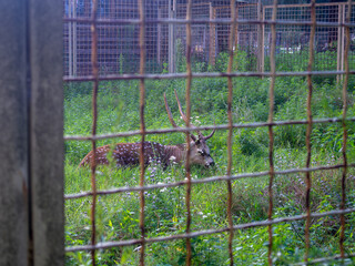 Deer behind bars. Vallière with deer. Animals under lockdown. Cage with a   animal