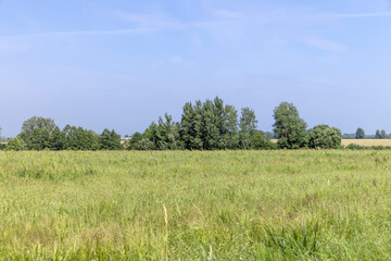 green grass in a field in the summer, a field with