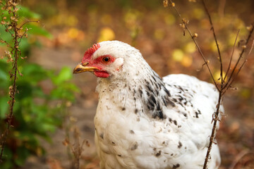 Defocus one little chicken on a brown blurred nature background. White young chicken walking. Portrait. Out of focus