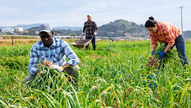 Plantation workers picking fresh young garlic sprouts on field. Multiethnic farmers working on field.