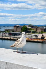 Seagull perched on a roof with Oslo cityscape, blue sky and white clouds in background
