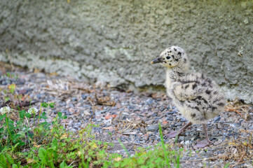 Recently fledged seagull chick walking and exploring on the ground

