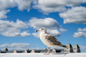 Seagull perched on a roof with blue sky and white clouds behind
