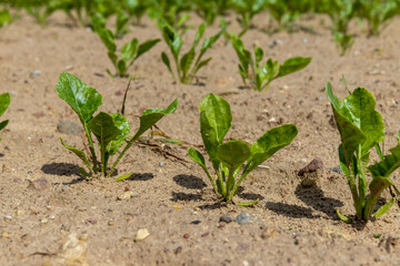 Sugar beet in an agricultural field in the summer