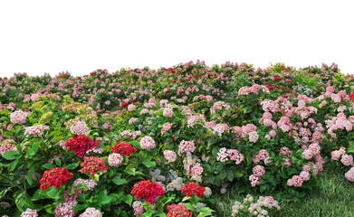 Fototapeta premium Flowers garden on a transparent background 
