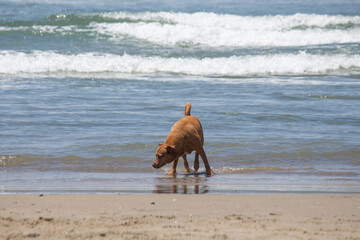 Pit bull mix playing at dog beach