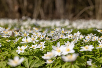 white spring anemones growing in the forest in spring