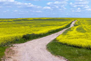 A rural dirt road in a field with plants