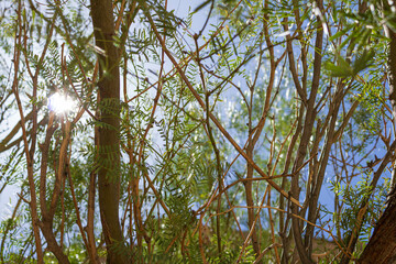 branches against sky with thorns in texas