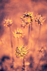 Dry flower in dessert
