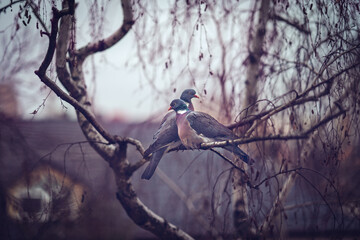 Pidgeons on a tree